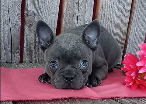 Frenchton For Sale Wooster OH-Female Izzy