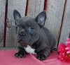 Frenchton For Sale Wooster OH-Female Izzy
