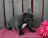 Frenchton For Sale Wooster OH-Female Izzy