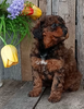 Mini F1B Aussiedoodle For Sale Wooster OH -Female Hailey