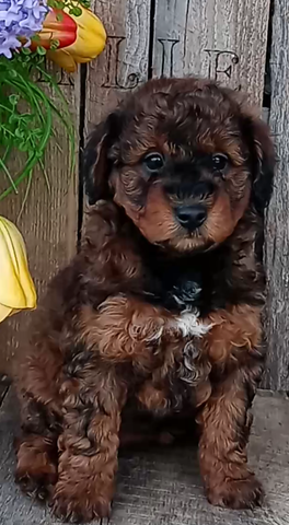 Mini F1B Aussiedoodle For Sale Wooster OH -Female Hailey
