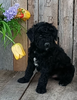 Mini F1B Aussiedoodle For Sale Wooster OH-Male Randy