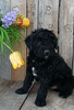 Mini F1B Aussiedoodle For Sale Wooster OH-Male Randy