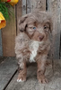 Mini F1B Aussiedoodle For Sale Wooster OH -Female Sandra