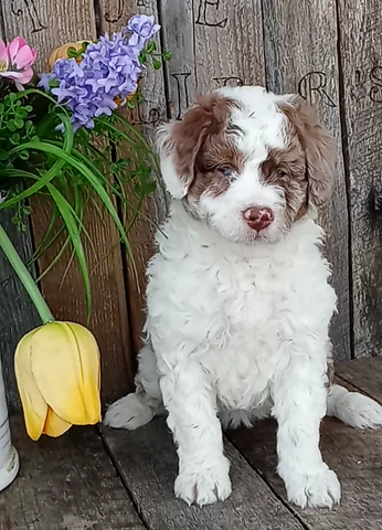 Mini F1B Aussiedoodle For Sale Wooster OH -Female Sadie