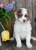 Mini F1B Aussiedoodle For Sale Wooster OH -Female Sadie