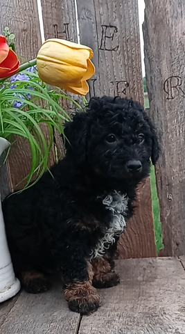 Mini F1B Aussiedoodle For Sale Wooster OH -Male Russell