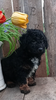 Mini F1B Aussiedoodle For Sale Wooster OH -Male Russell