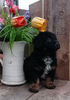 Mini F1B Aussiedoodle For Sale Wooster OH -Male Russell