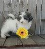 Mini F1B Aussiedoodle For Sake Wooster OH Male-Rex