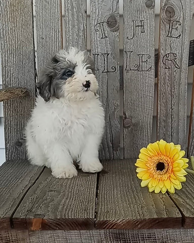 Mini F1B Aussiedoodle For Sake Wooster OH Male-Rex