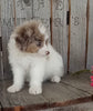 Mini F1B Aussiedoodle For Sale Wooster OH Male-Frankie