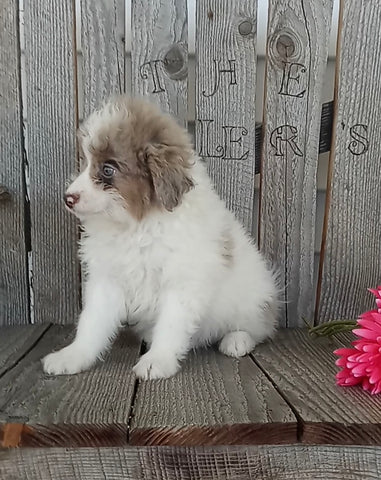 Mini F1B Aussiedoodle For Sale Wooster OH Male-Frankie