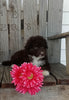 Mini F1B Aussiedoodle For Sale Wooster OH Female-Bella