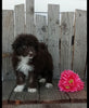 Mini F1B Aussiedoodle For Sale Wooster OH Female-Bella