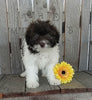 Mini F1B Aussiedoodle For Sale Wooster OH Male-Jaxon