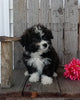 Mini F1B Aussiedoodle For Sale Wooster OH Female-Fluffy