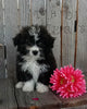 Mini F1B Aussiedoodle For Sale Wooster OH Female-Fluffy