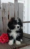Mini F1B Aussiedoodle For Sale Wooster OH Female-Fluffy