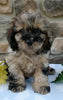 Cockapoo For Sale Wooster OH Male-Leo