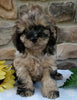 Cockapoo For Sale Wooster OH Male-Leo