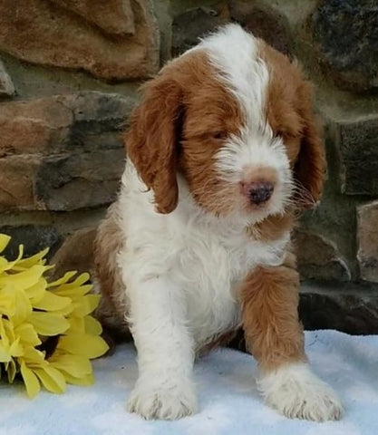 Cockapoo For Sale Wooster OH Male-Dan