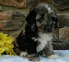 Cockapoo For Sale Wooster OH Male-Shawn