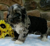 Cockapoo For Sale Wooster OH Male-Shawn