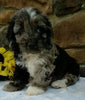 Cockapoo For Sale Wooster OH Male-Shawn