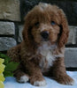 Cockapoo For Sale Wooster OH Male-Barry