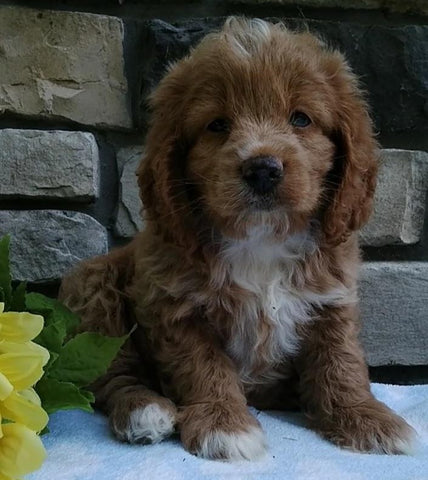 Cockapoo For Sale Wooster OH Male-Barry