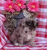Mini F1B Aussiedoodle For Sale Wooster OH Female-Dolly