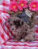 Mini F1B Aussiedoodle For Sale Wooster OH Female-Dolly