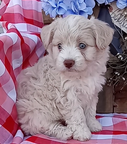 Mini F1B Aussiedoodle For Sale Wooster OH Male-Donald