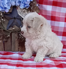 Mini F1B Aussiedoodle For Sale Wooster OH Male-Donald