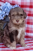 Mini F1B Aussiedoodle For Sale Wooster OH Male-Denver