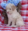 Mini F1B Aussiedoodle For Sale Wooster OH Male-Domino