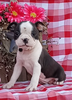 AKC Registered Boston Terrier For Sale Wooster OH Female-Lexy