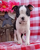 AKC Registered Boston Terrier For Sale Wooster OH Female-Lexy