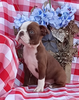 AKC Registered Boston Terrier For Sale Wooster OH Male- Rock