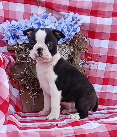 AKC Registered Boston Terrier For Sale Wooster OH Male-Rex