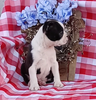 AKC Registered Boston Terrier For Sale Wooster OH Male-Rex