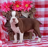 AKC Registered Boston Terrier For Sale Wooster OH Female-Lacy