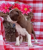 AKC Registered Boston Terrier For Sale Wooster OH Female-Lacy