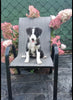 Border Collie For Sale Fredericksburg OH Female-Bella