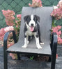 Border Collie For Sale Fredericksburg OH Female-Bella