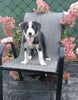 Border Collie For Sale Fredericksburg OH Female-Bella