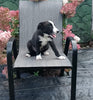 Border Collie For Sale Fredericksburg OH Male-Buddy