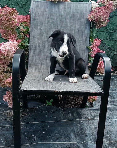 Border Collie For Sale Fredericksburg OH Male-Buddy