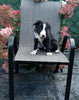 Border Collie For Sale Fredericksburg OH Male-Buddy